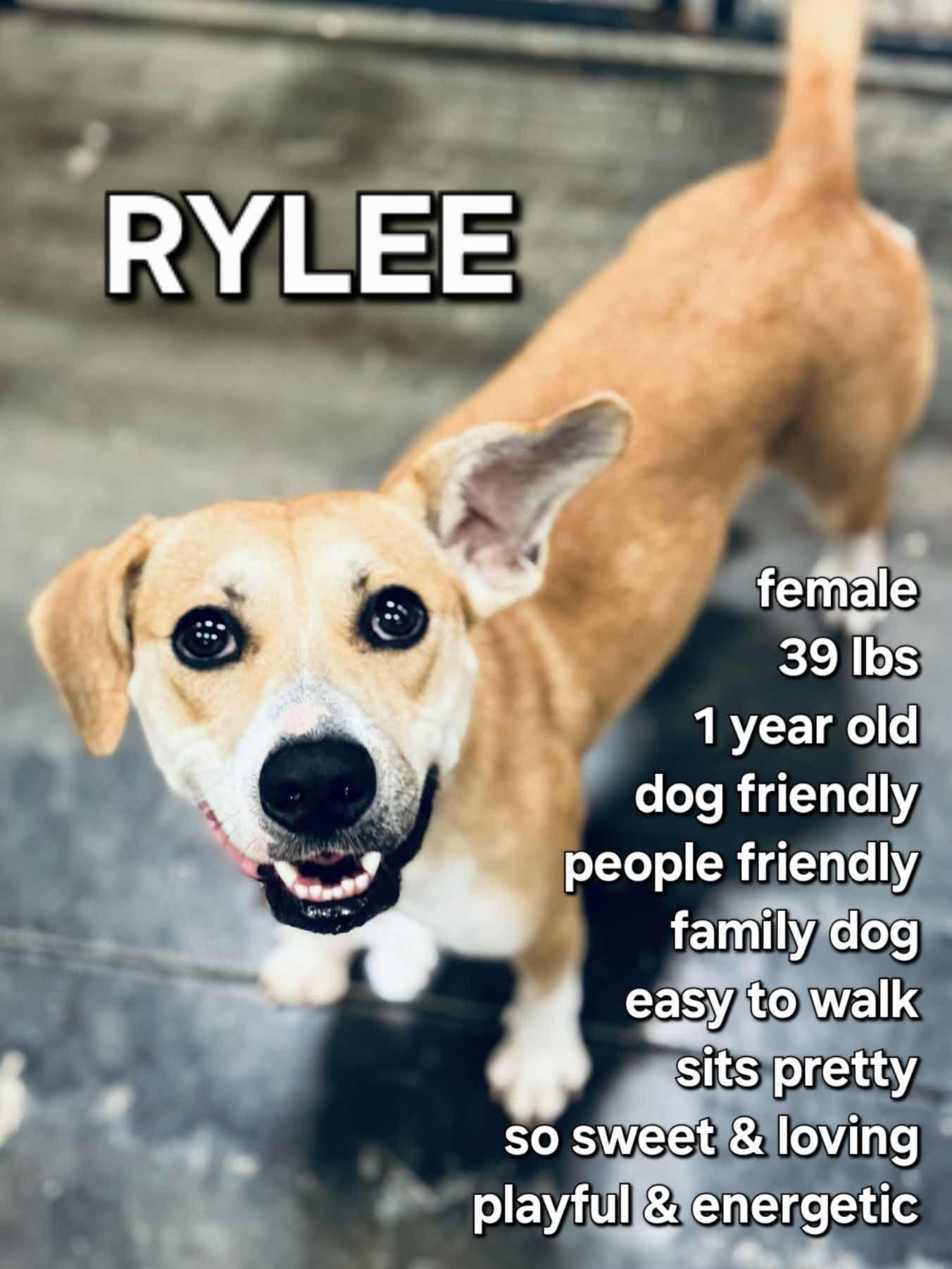 Rylee
