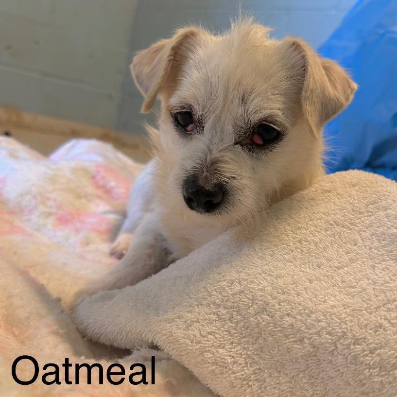 Oatmeal