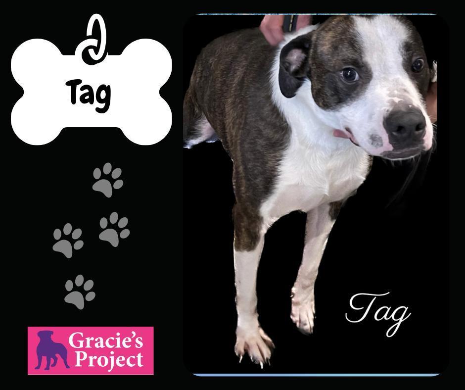 An adult medium-sized male Brindle Mixed Breed dog named Tag for adoption in Canyon, TX