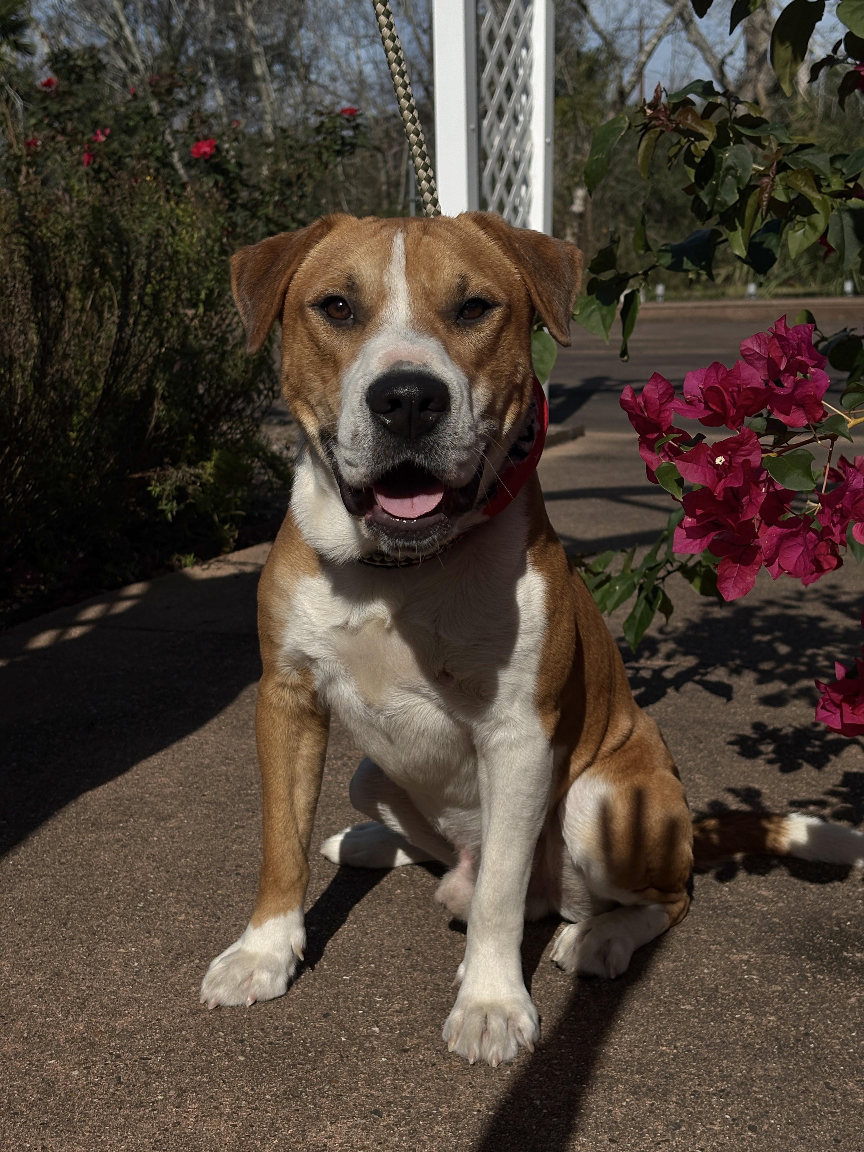 Bruno Gorgeous Pup! photo 1