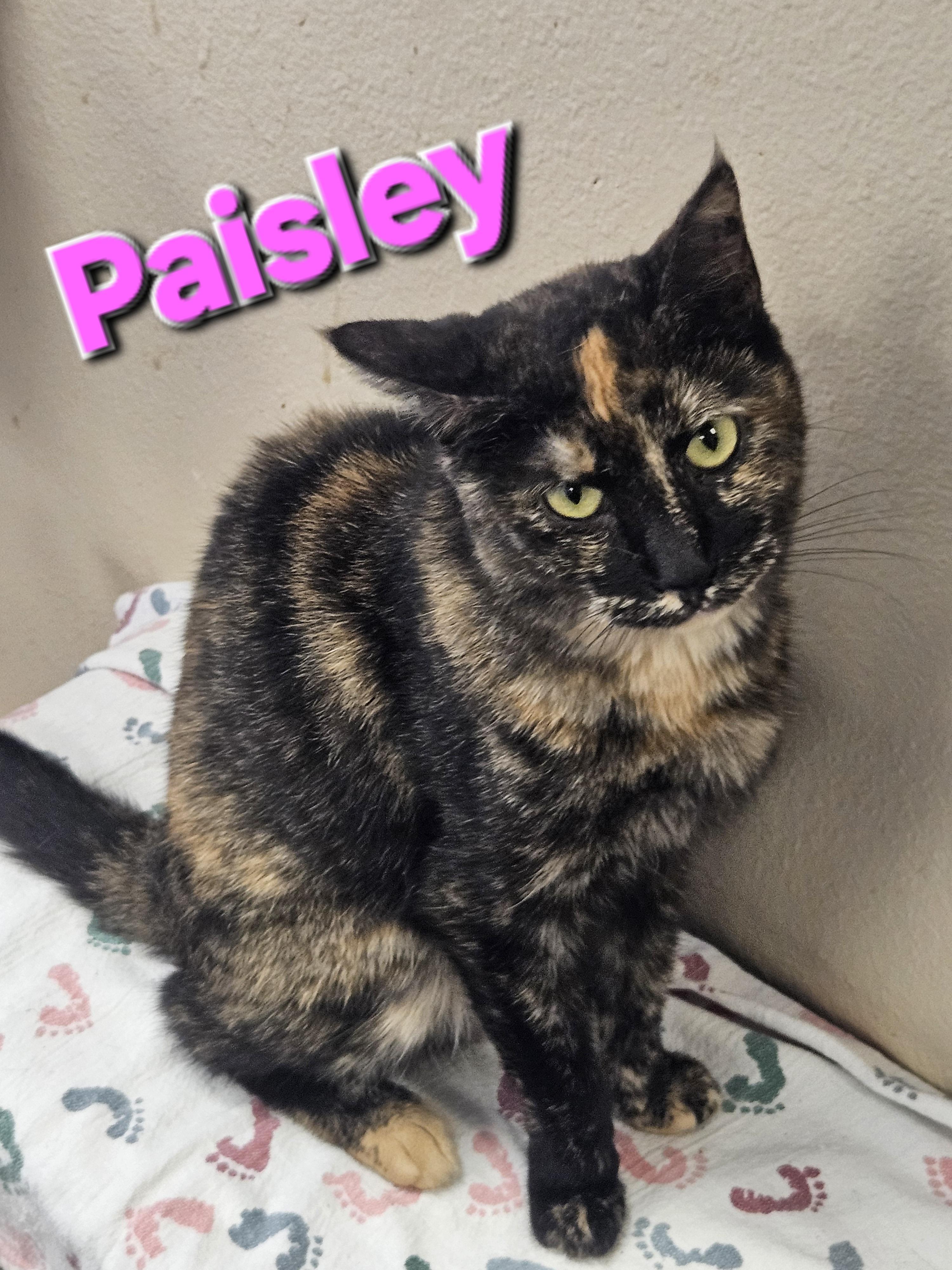 Paisley
