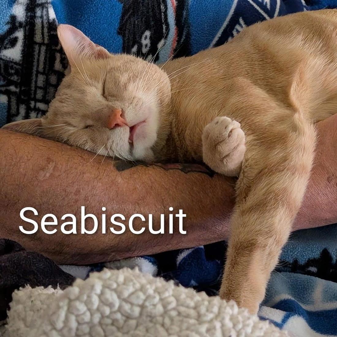 An adult medium-sized male Buff / Tan / Fawn Domestic Short Hair cat named Seabiscuit for adoption in Rossville, TN