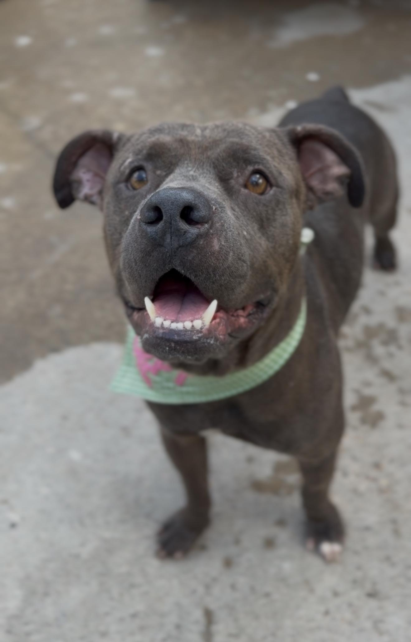 An adult medium-sized male Gray / Blue / Silver Pit Bull Terrier dog named Mr. Piggy Pants for adoption in Houston, TX