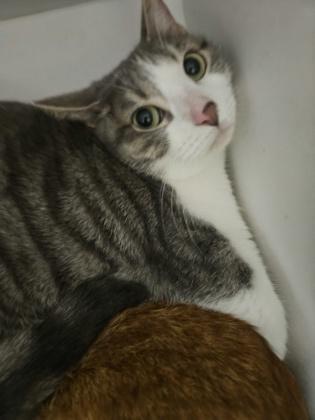 A baby small-sized female Domestic Short Hair cat named Stella for adoption in San Marcos, TX