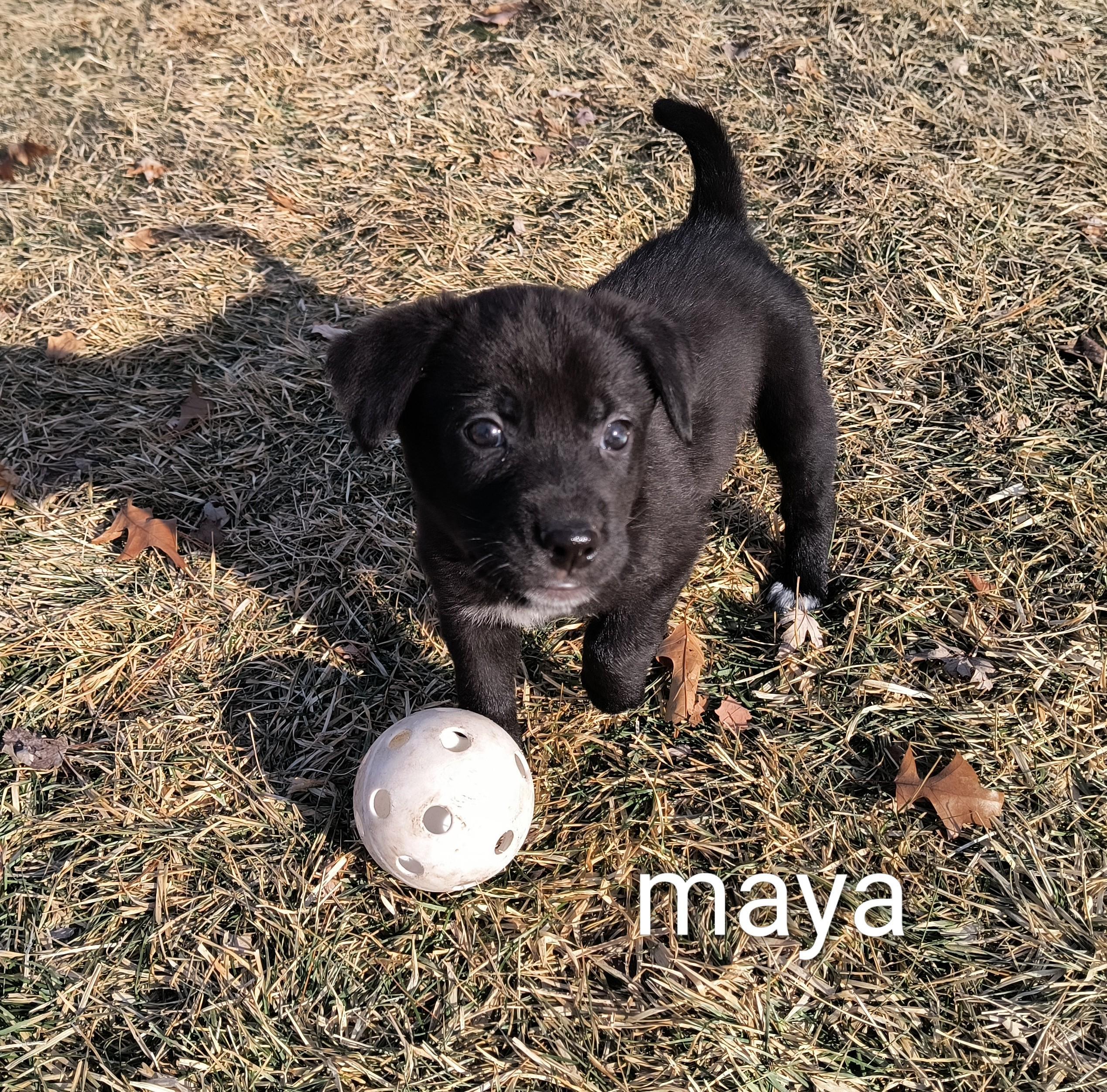 Maya