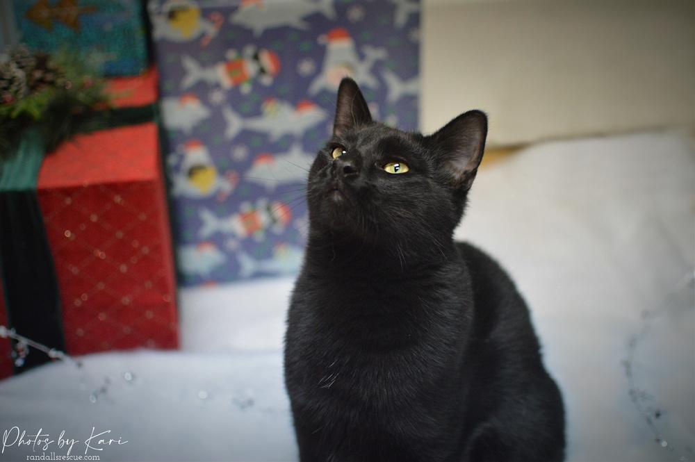 Duke Country Club Fiv+