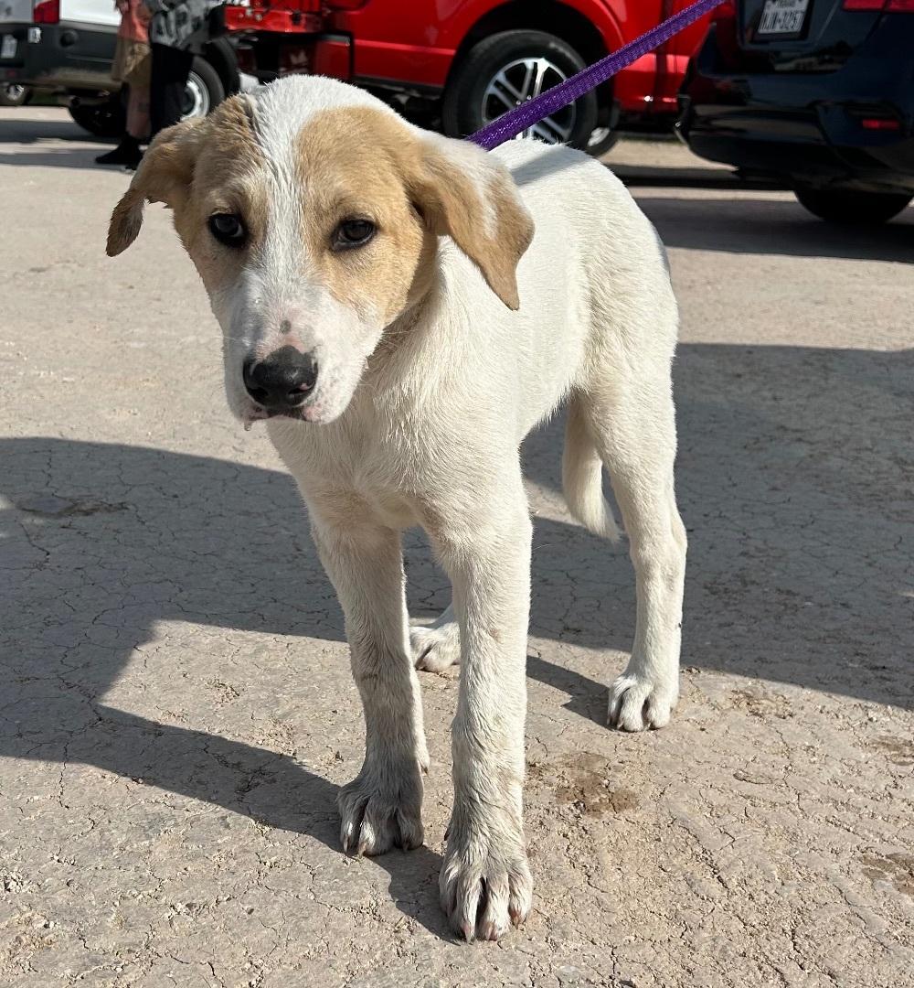 A baby large-sized male Labrador Retriever dog named Rusty for adoption in Harlingen, TX