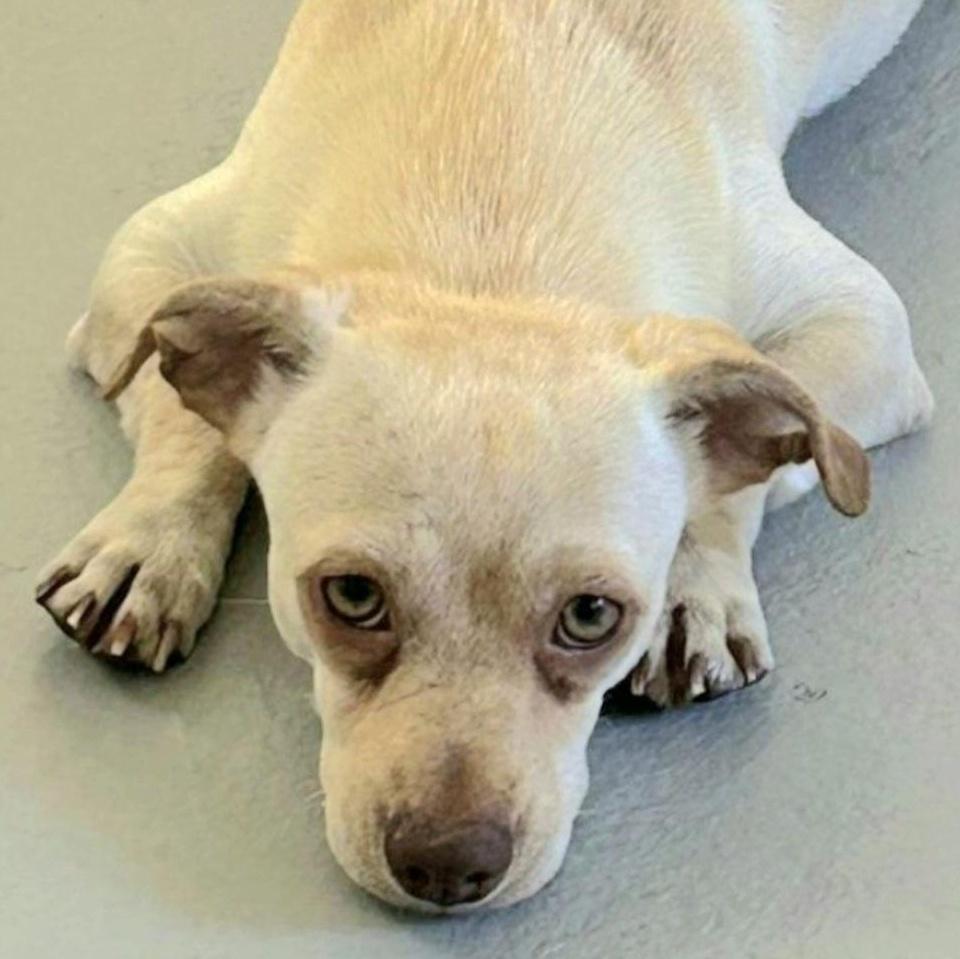 Lito "the Beach Baby