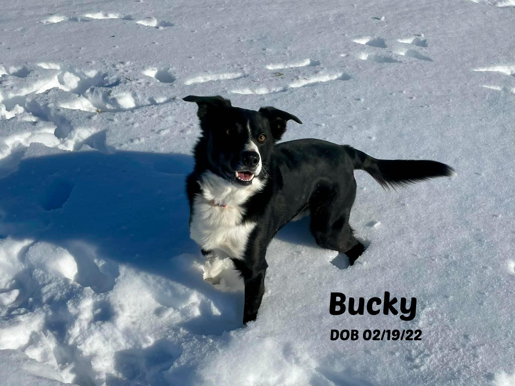 Bucky