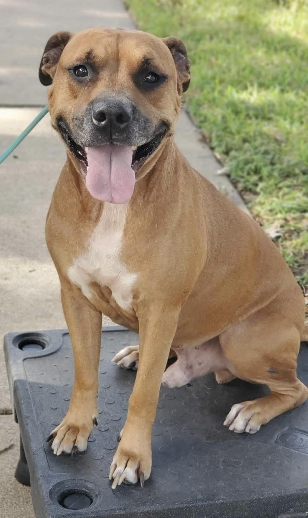 A young large-sized male Yellow / Tan / Blond / Fawn American Staffordshire Terrier dog named Studley for adoption in Spring, TX