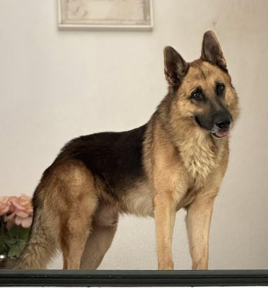 An adult large-sized male German Shepherd Dog dog named Rex for adoption in Allen, TX