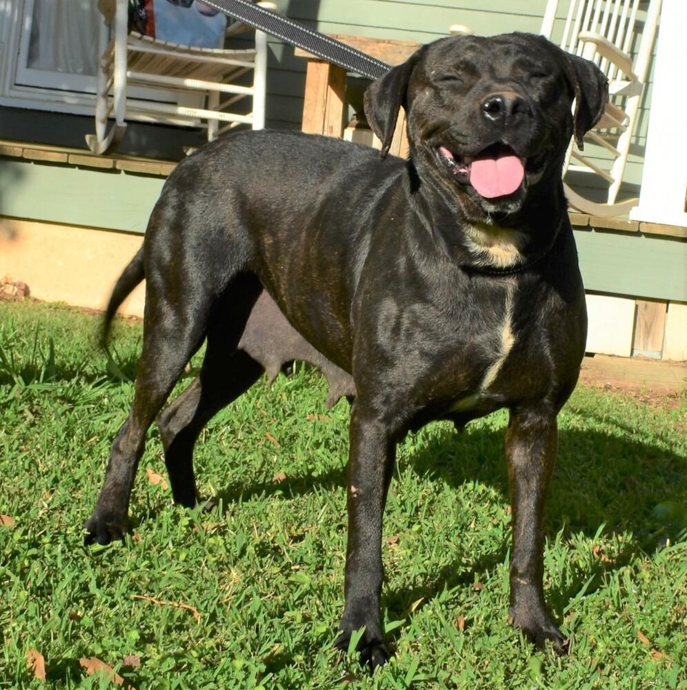 Daffodil Sponsored Fee