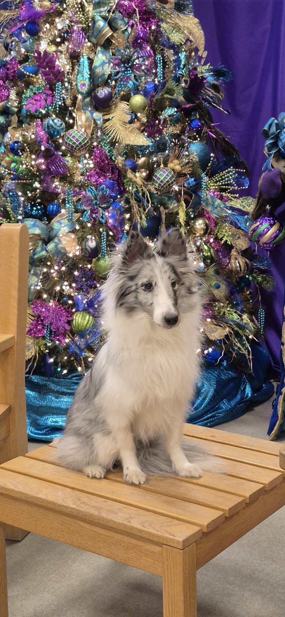 An adult small-sized female Merle (Blue) Shetland Sheepdog / Sheltie dog named Ella for adoption in Amissville, VA