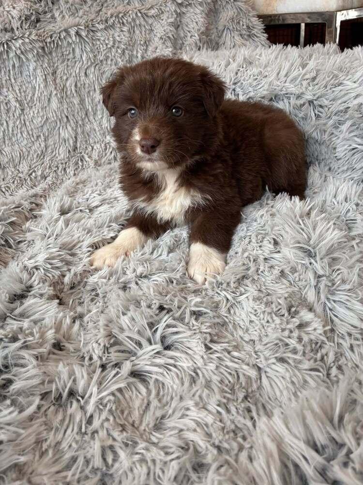 A baby medium-sized female Border Collie dog named Brookie for adoption in New York, NY