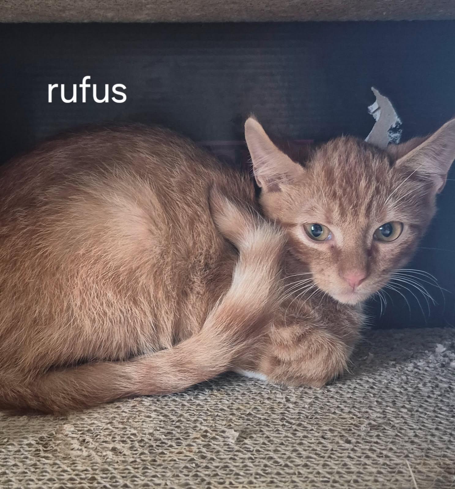 Rufus