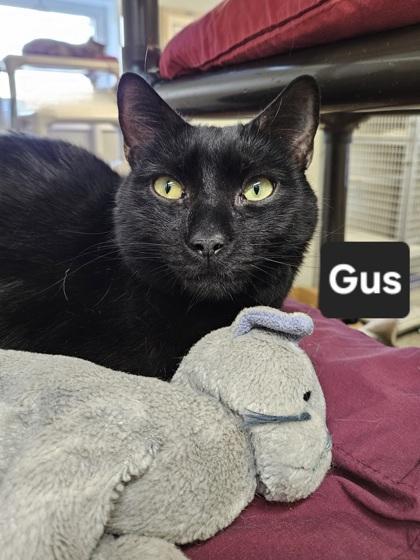 Gus