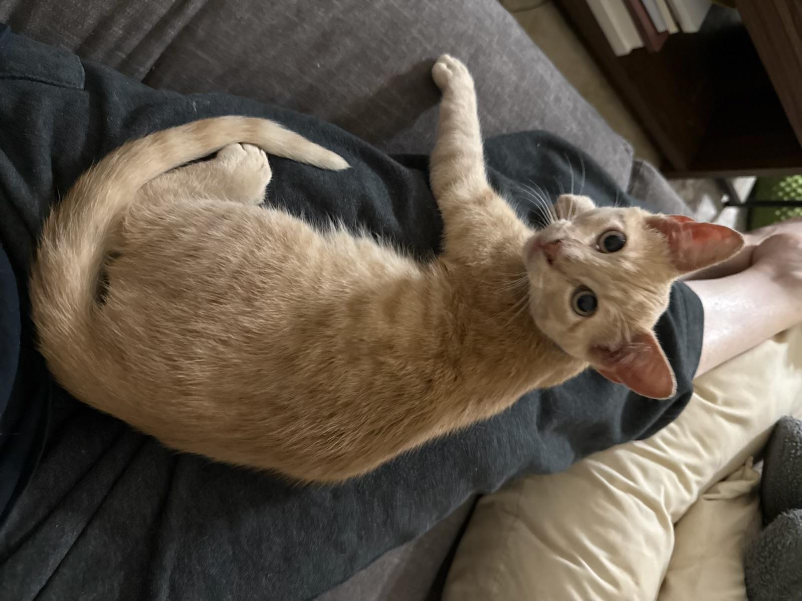 Finn Kuykendahl Petsmart