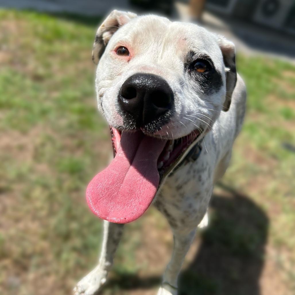 Fabric Litter: Silk photo 1