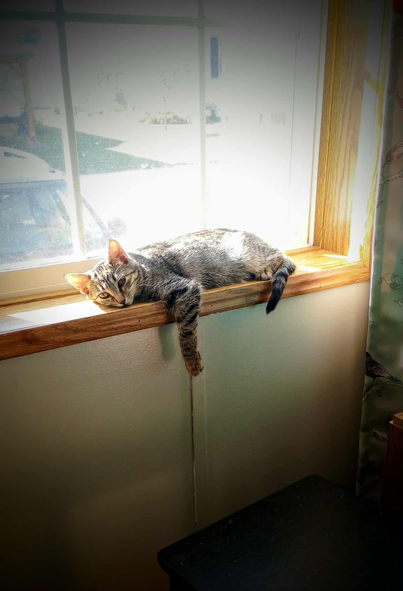 A young medium-sized female Domestic Short Hair cat named C Litter Ramona for adoption in Livonia, MI