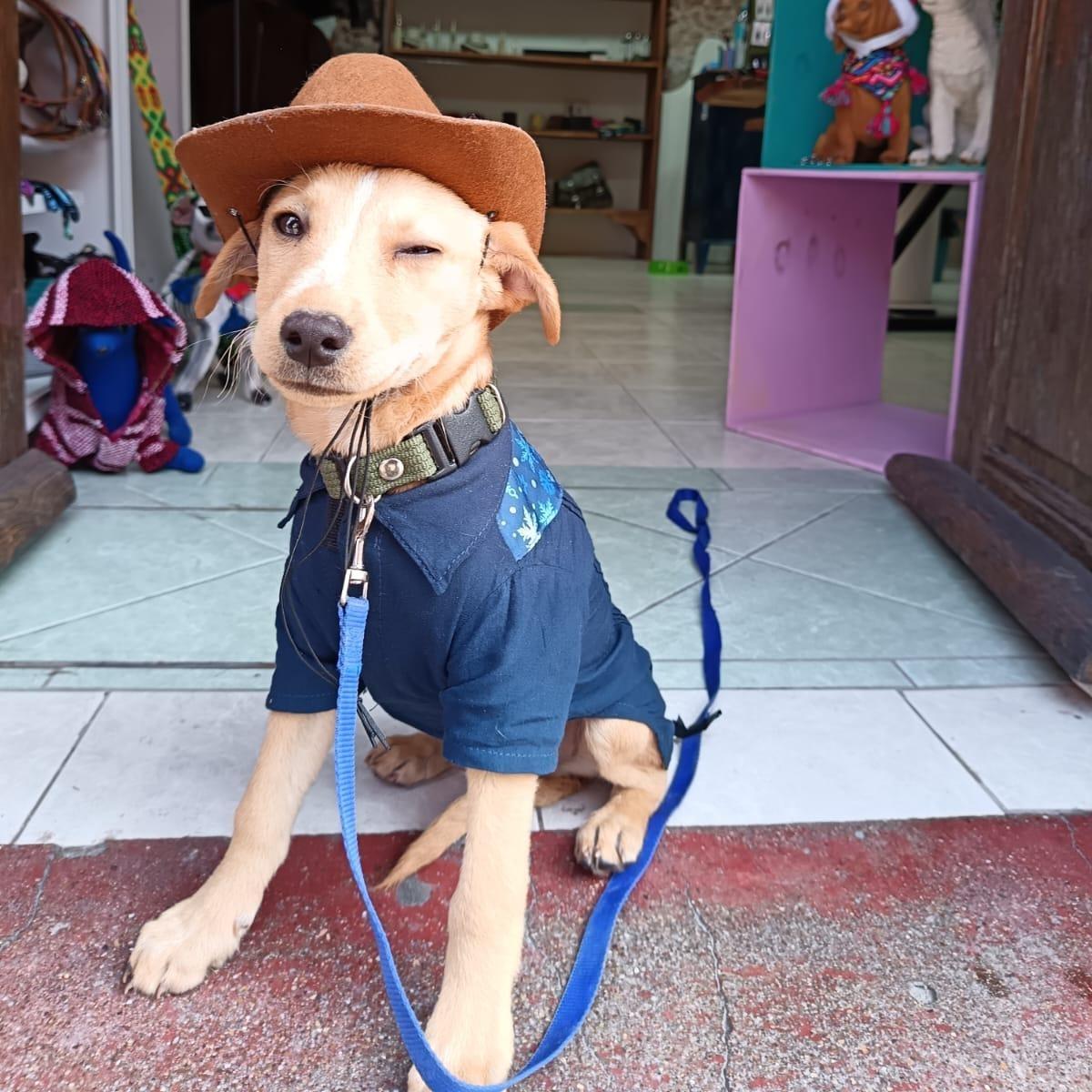 A baby medium-sized male Yellow / Tan / Blond / Fawn Labrador Retriever dog named Kirby for adoption in Austin, TX