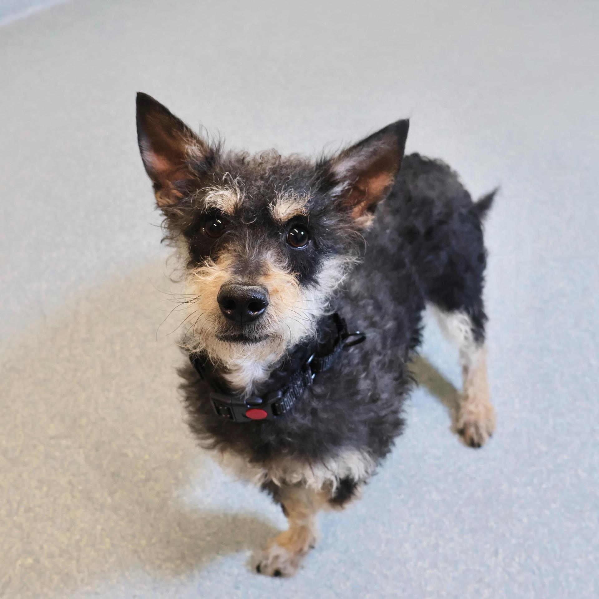 A young small-sized female Terrier dog named Skye for adoption in Briarcliff Manor, NY