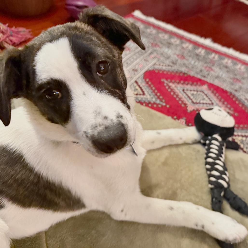 Disco Puppy: Donna Summer