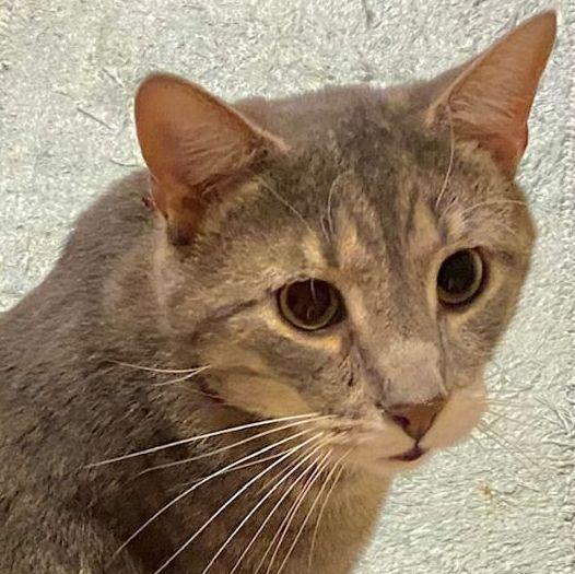 A senior medium-sized male Tabby (Gray / Blue / Silver) Domestic Short Hair cat named Gray Diamond for adoption in Mansfield, OH