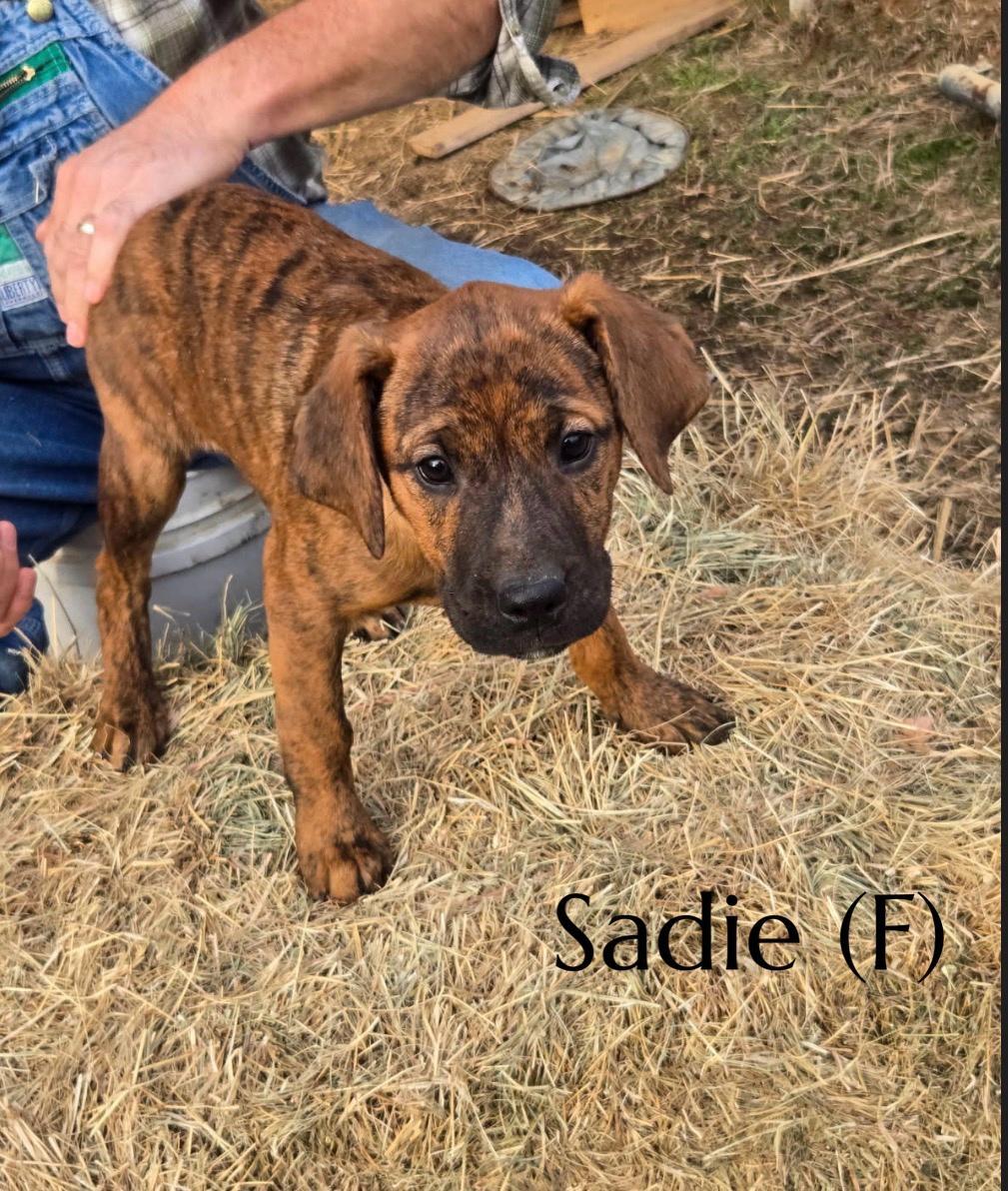 Sadie
