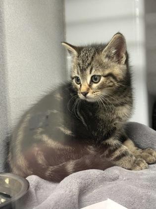 A baby small-sized female Domestic Short Hair cat named Bobo for adoption in Atlanta, GA