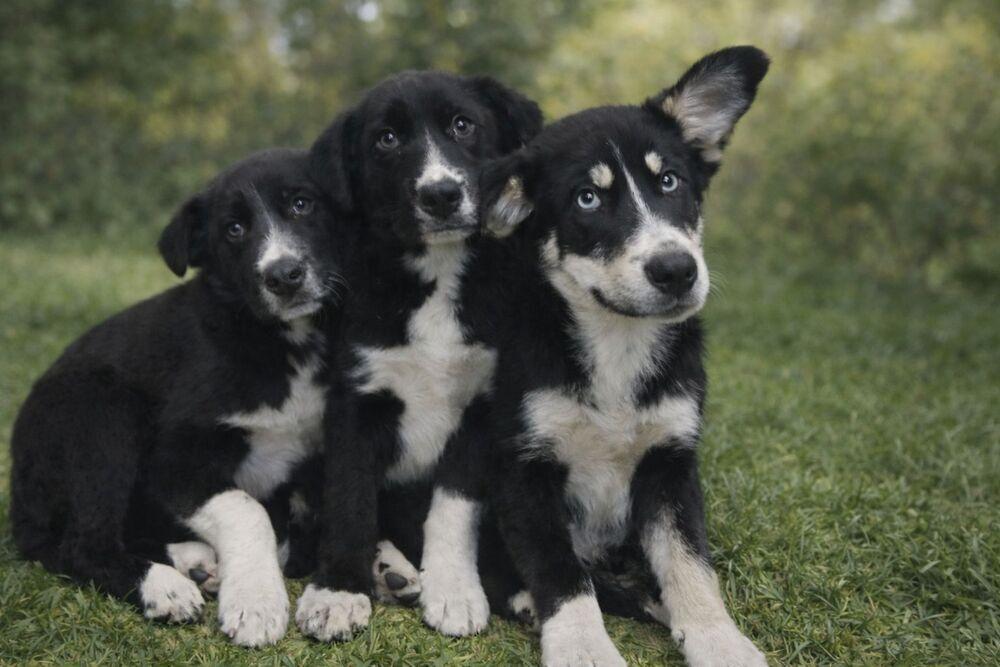Border Collie Husky Female