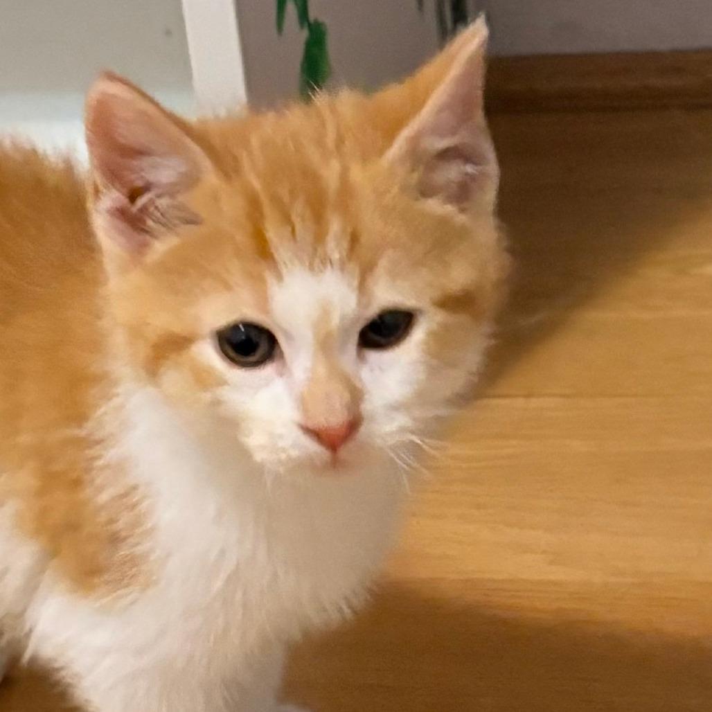 A baby small-sized male Orange / Red Domestic Short Hair cat named M&t: Tangerine for adoption in Falls Church, VA