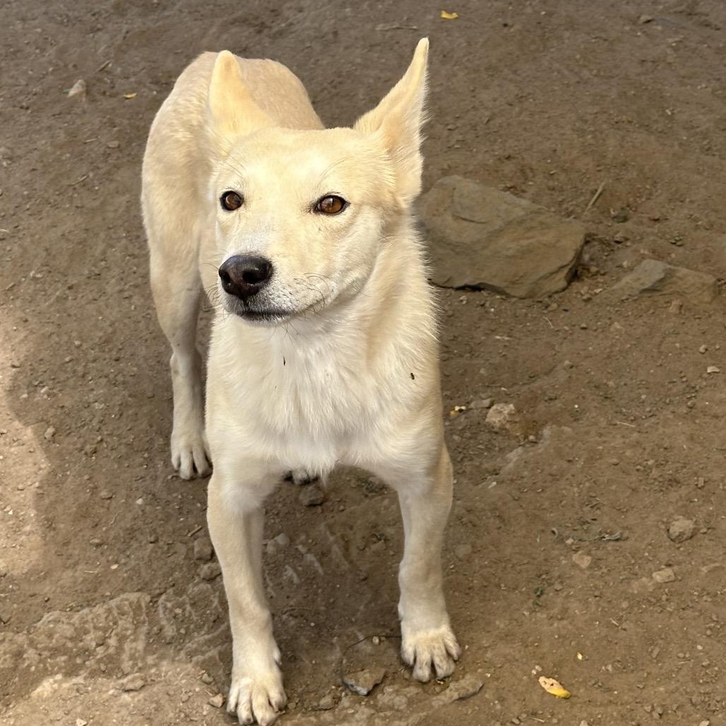 An adult medium-sized female White / Cream Mixed Breed dog named Monkey for adoption in Flagstaff, AZ