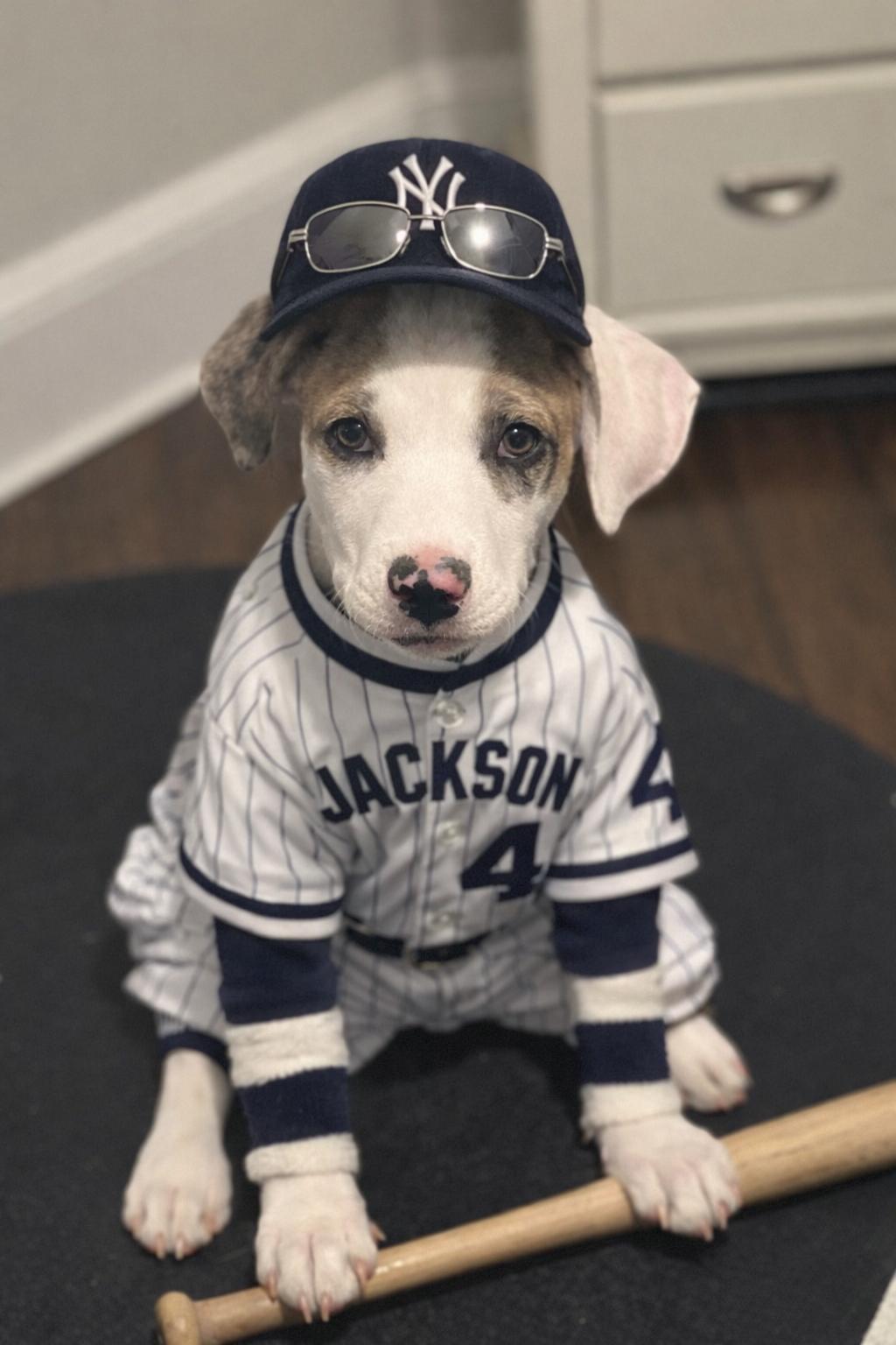 A baby large-sized male Catahoula Leopard Dog dog named Reggie Jackson Lonestar for adoption in Rockaway, NJ