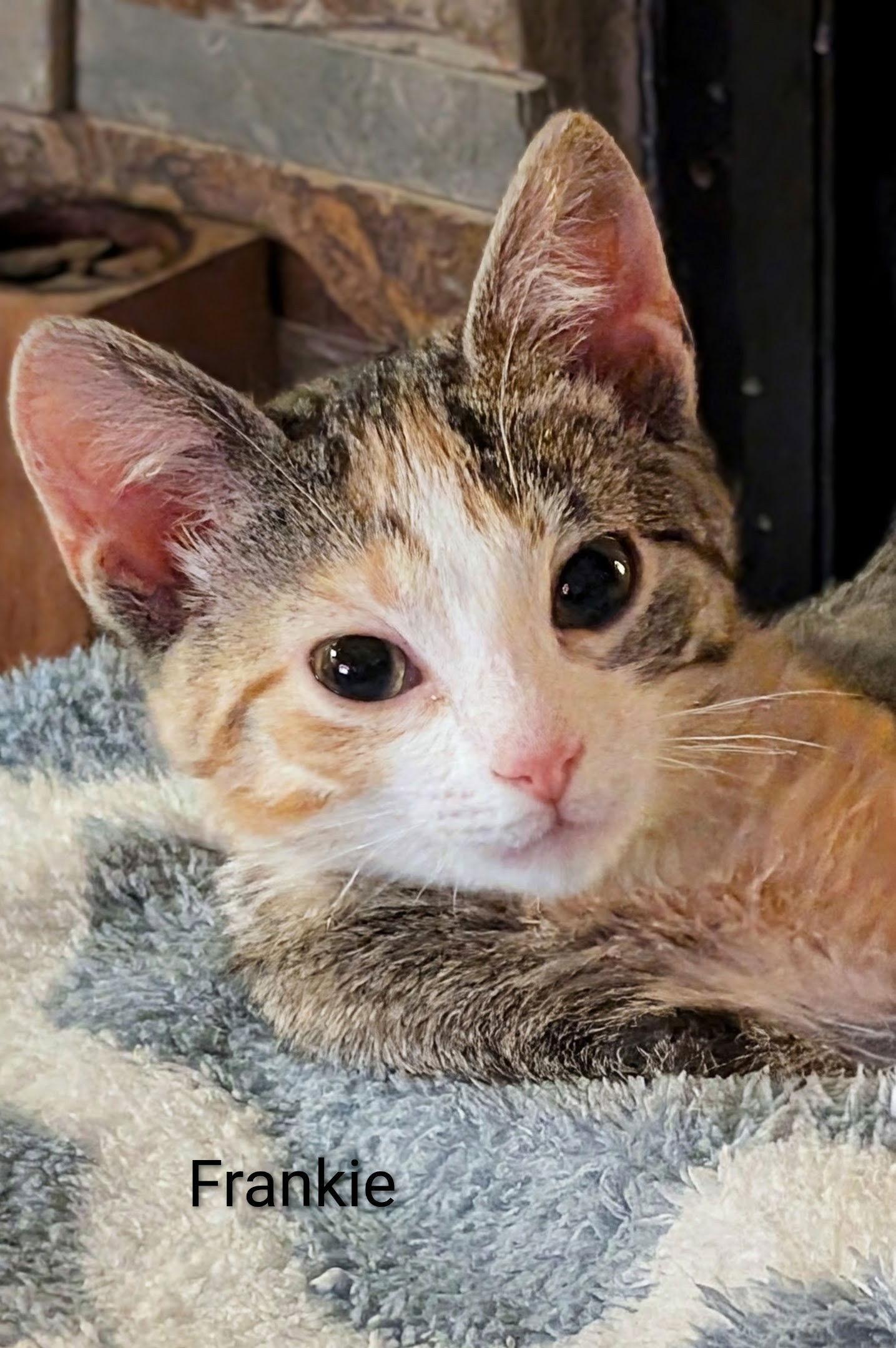 A young small-sized female Domestic Short Hair cat named Frankie C for adoption in minneapolis, MN