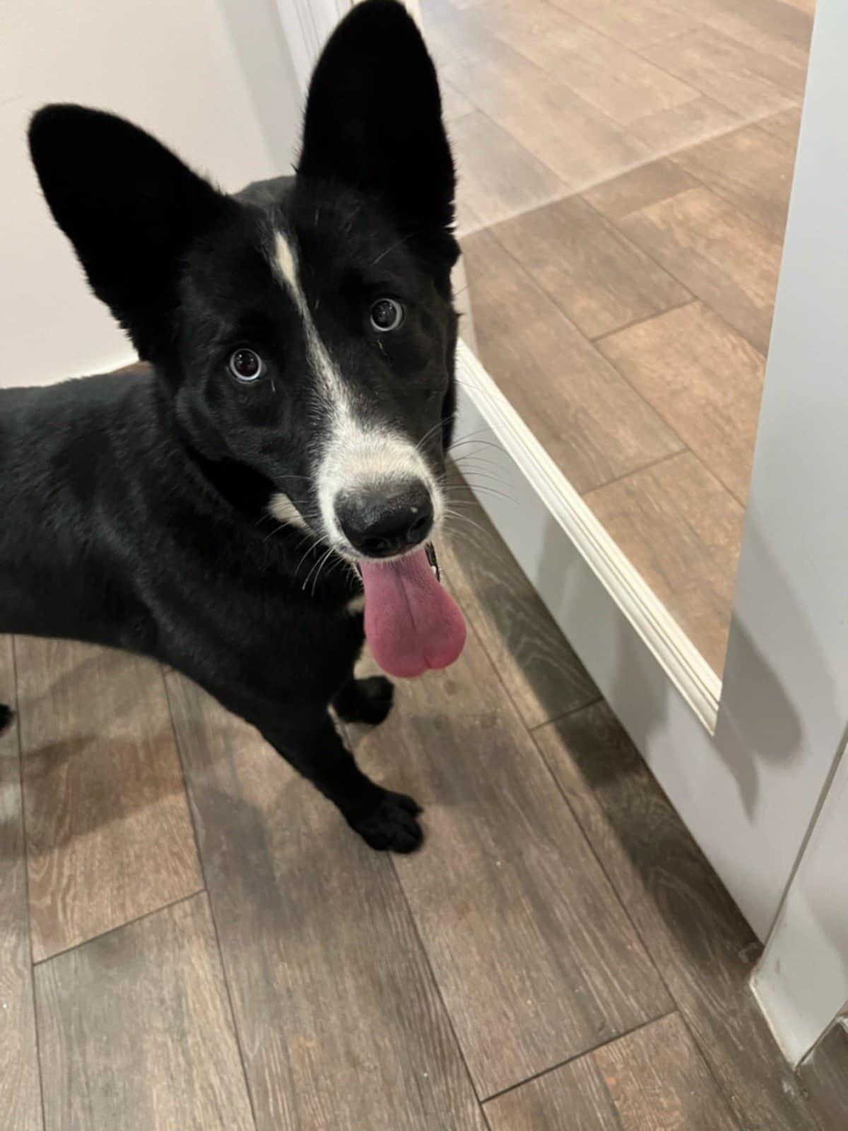 An adult medium-sized female Black Shepherd dog named Molly for adoption in Mcallen, TX