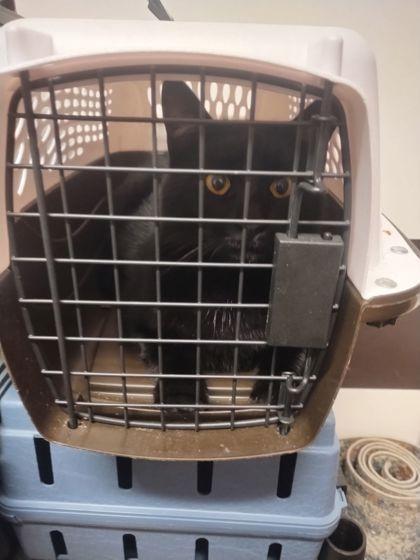 An adult large-sized male Domestic Short Hair cat named Big Jack for adoption in Atlanta, GA