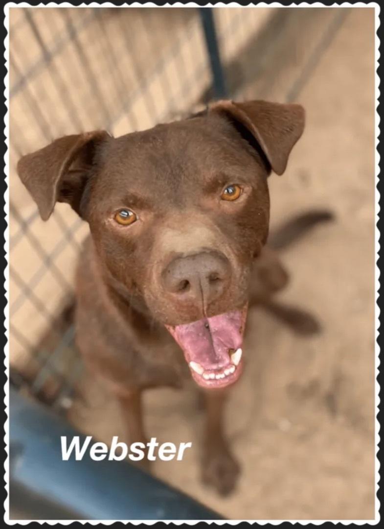 An adult medium-sized male Brown / Chocolate Pit Bull Terrier dog named Webster for adoption in Canyon, TX