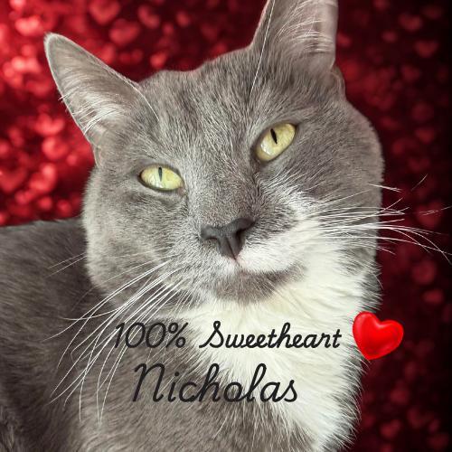 Nicholas — Curious