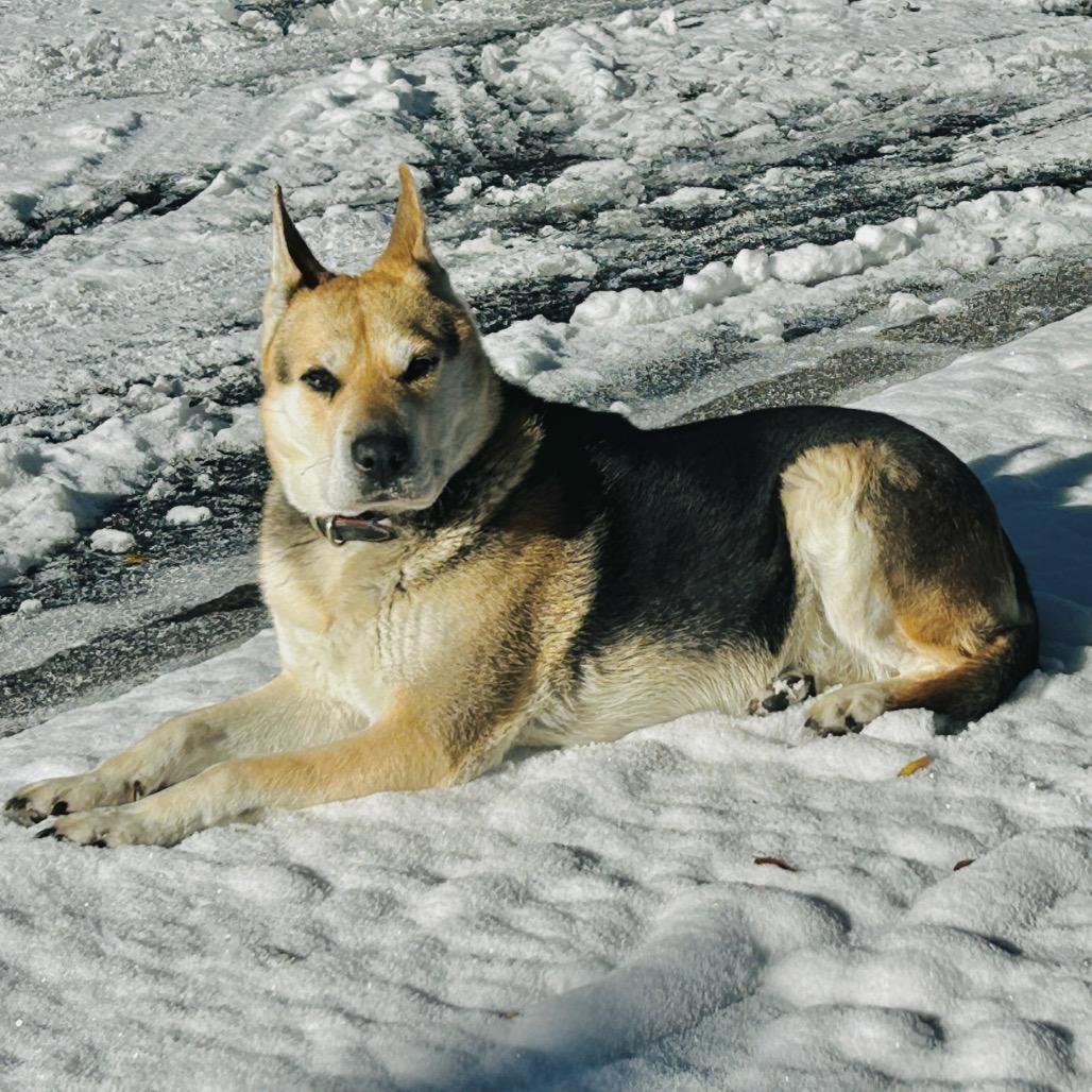 A senior medium-sized female Black German Shepherd Dog dog named Luna A Therapy for adoption in Prescott, AZ
