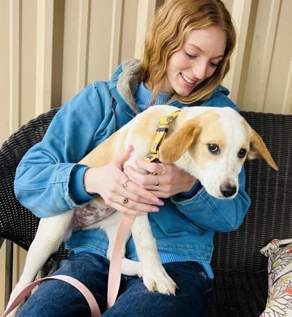 A baby medium-sized female Great Pyrenees dog named Carmel Creme for adoption in Seneca, SC