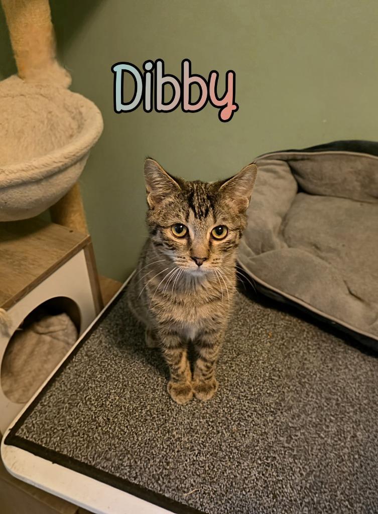 Dibby