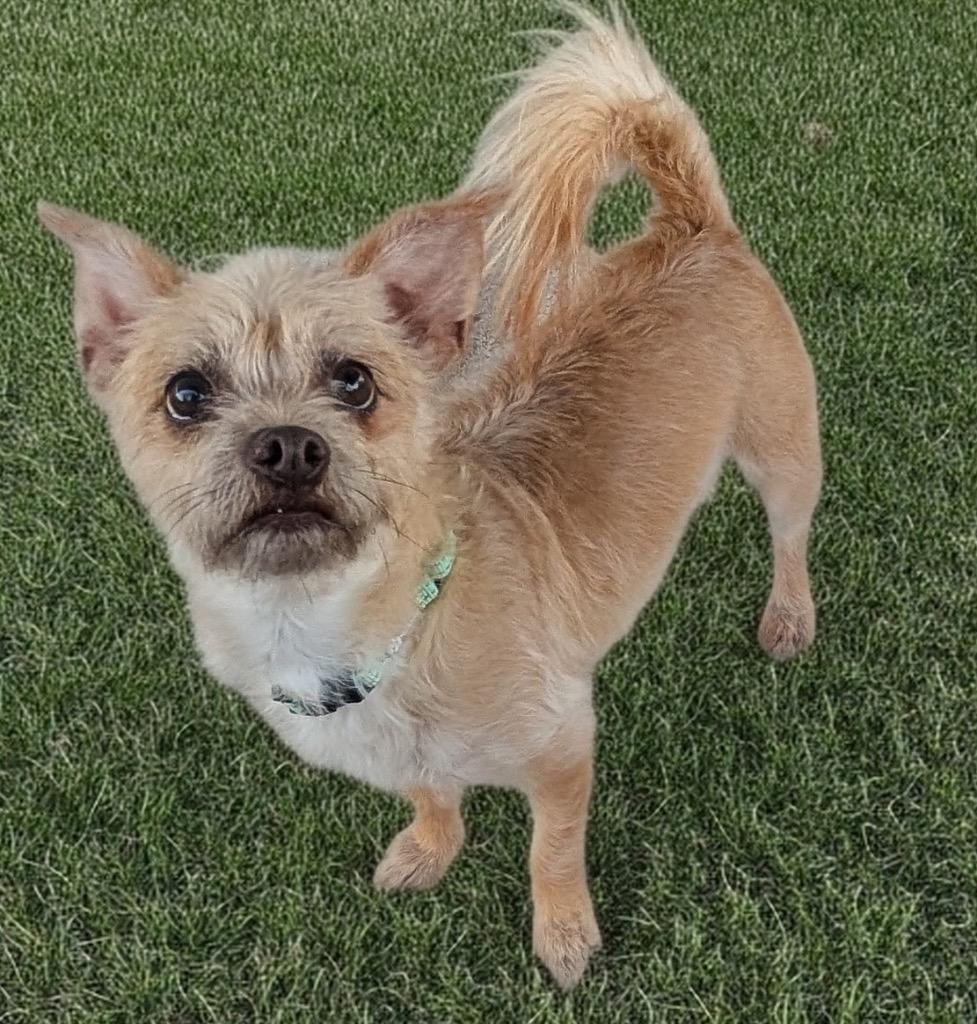 Dorothy Lbyo Sweetie