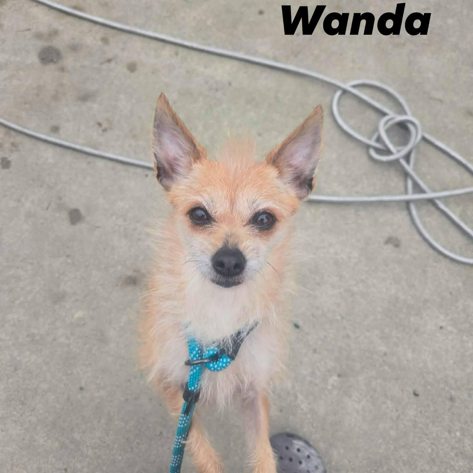 Wanda