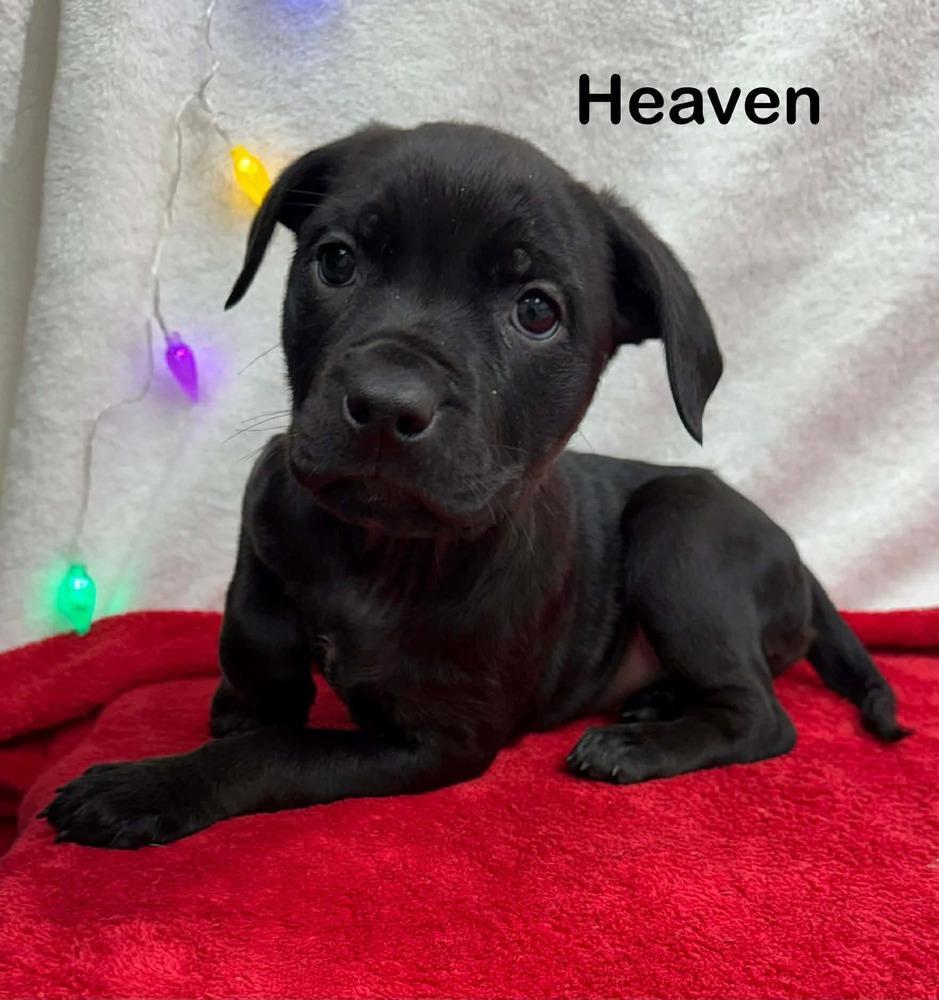 A baby medium-sized female Black Pit Bull Terrier dog named Heaven for adoption in Wenonah, NJ