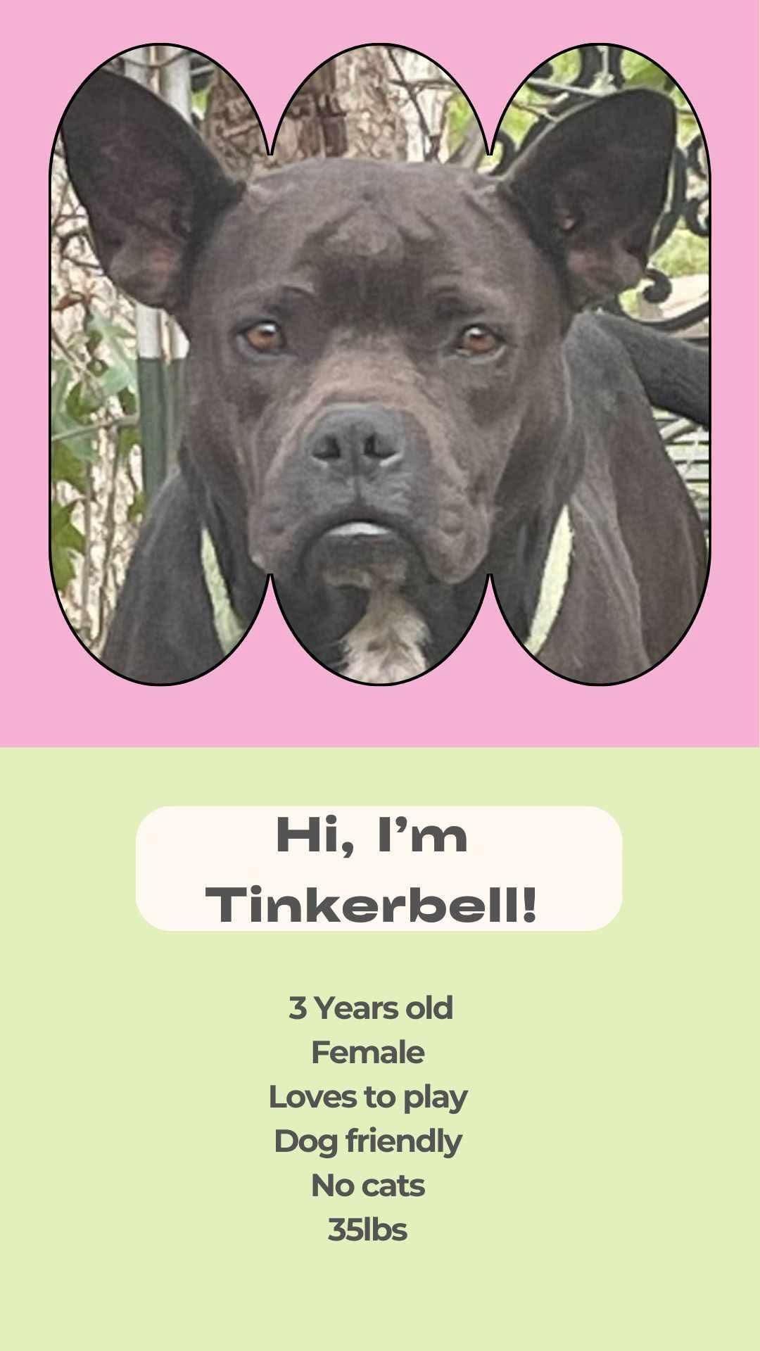 Tinkerbell