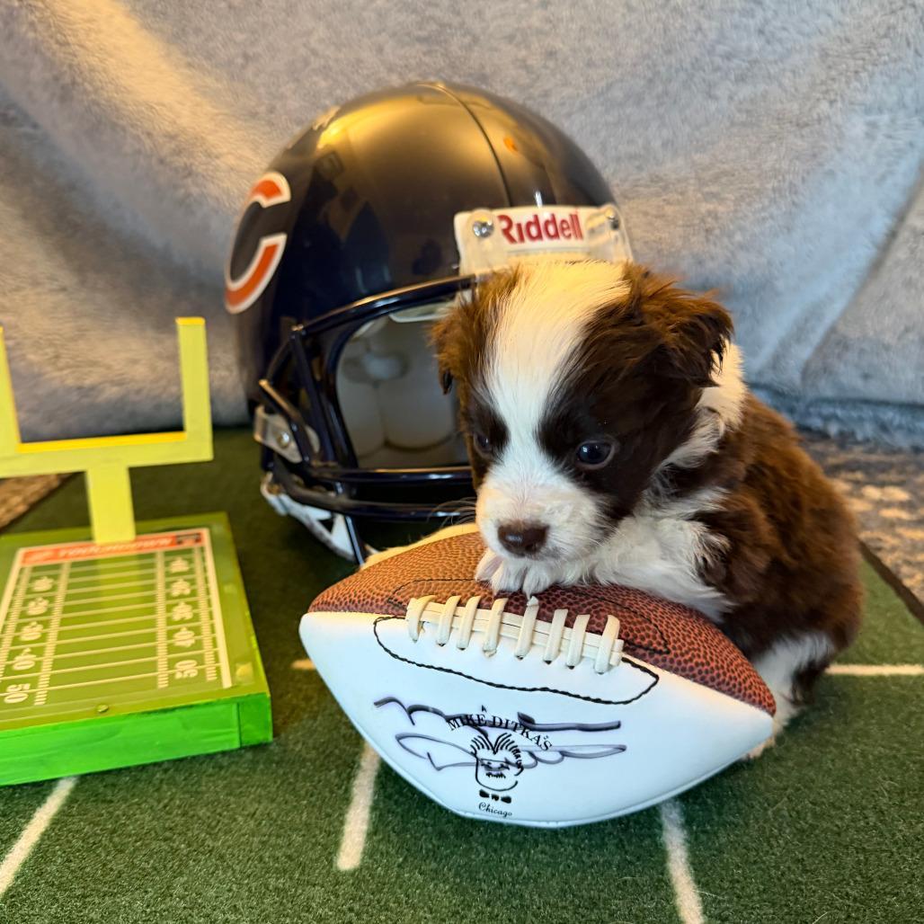 A baby small-sized male Brown / Chocolate Mixed Breed dog named Touchdown for adoption in Alexandria, VA