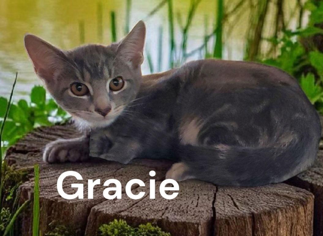 Gracie