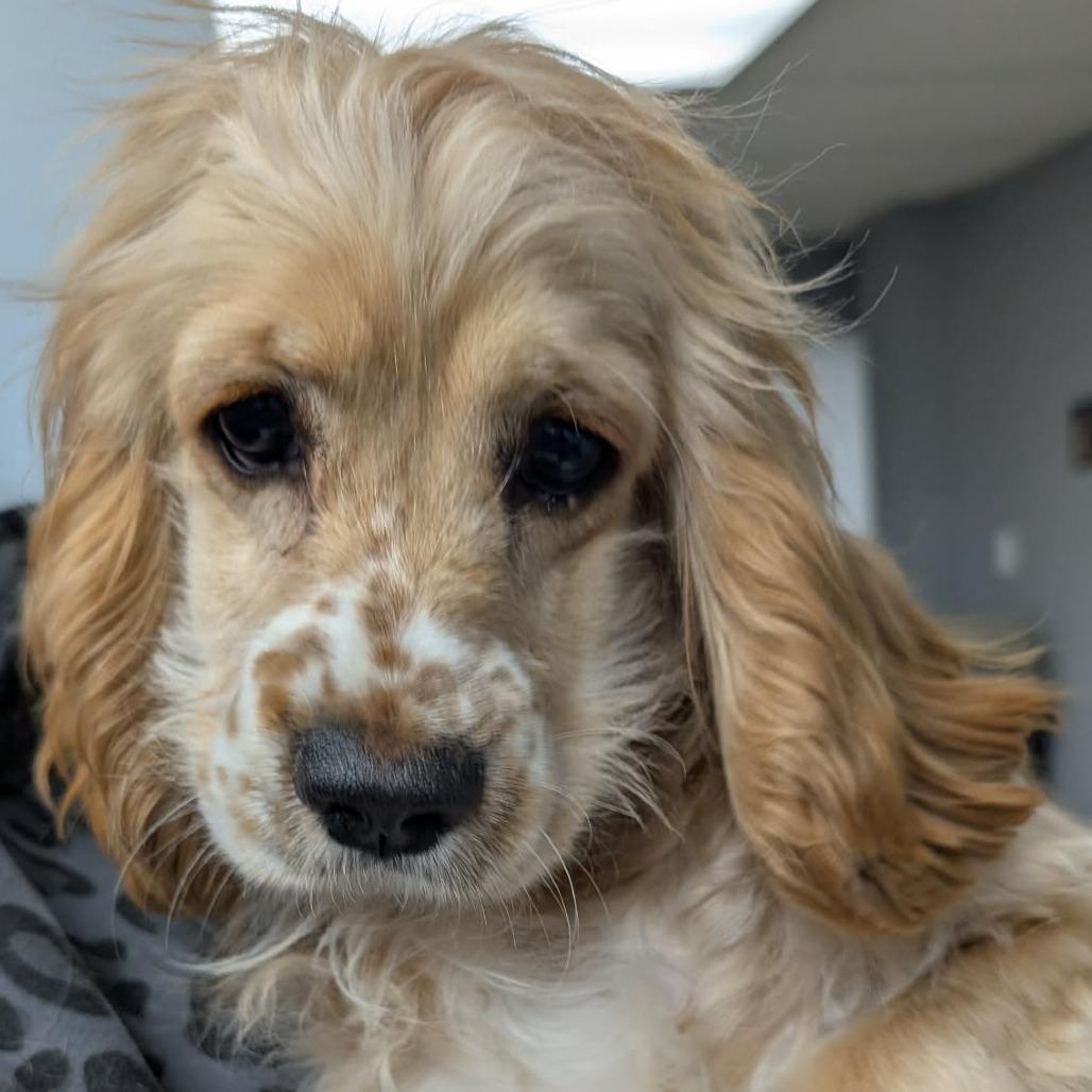 A young small-sized female Yellow / Tan / Blond / Fawn English Cocker Spaniel dog named Butterscotch for adoption in Newton, IA