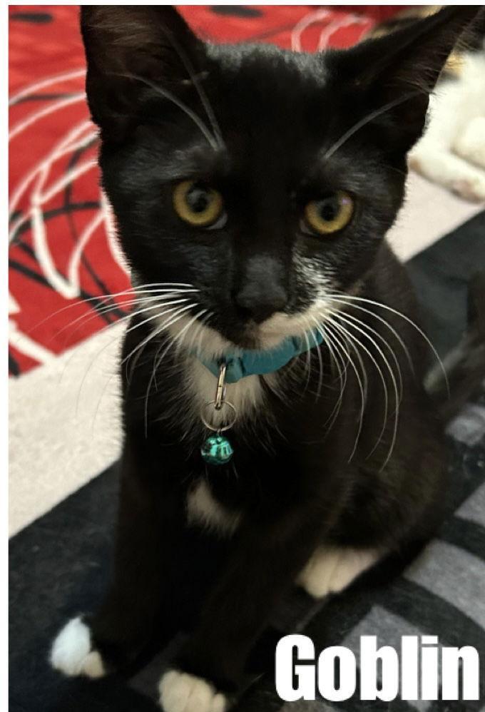 Goblin