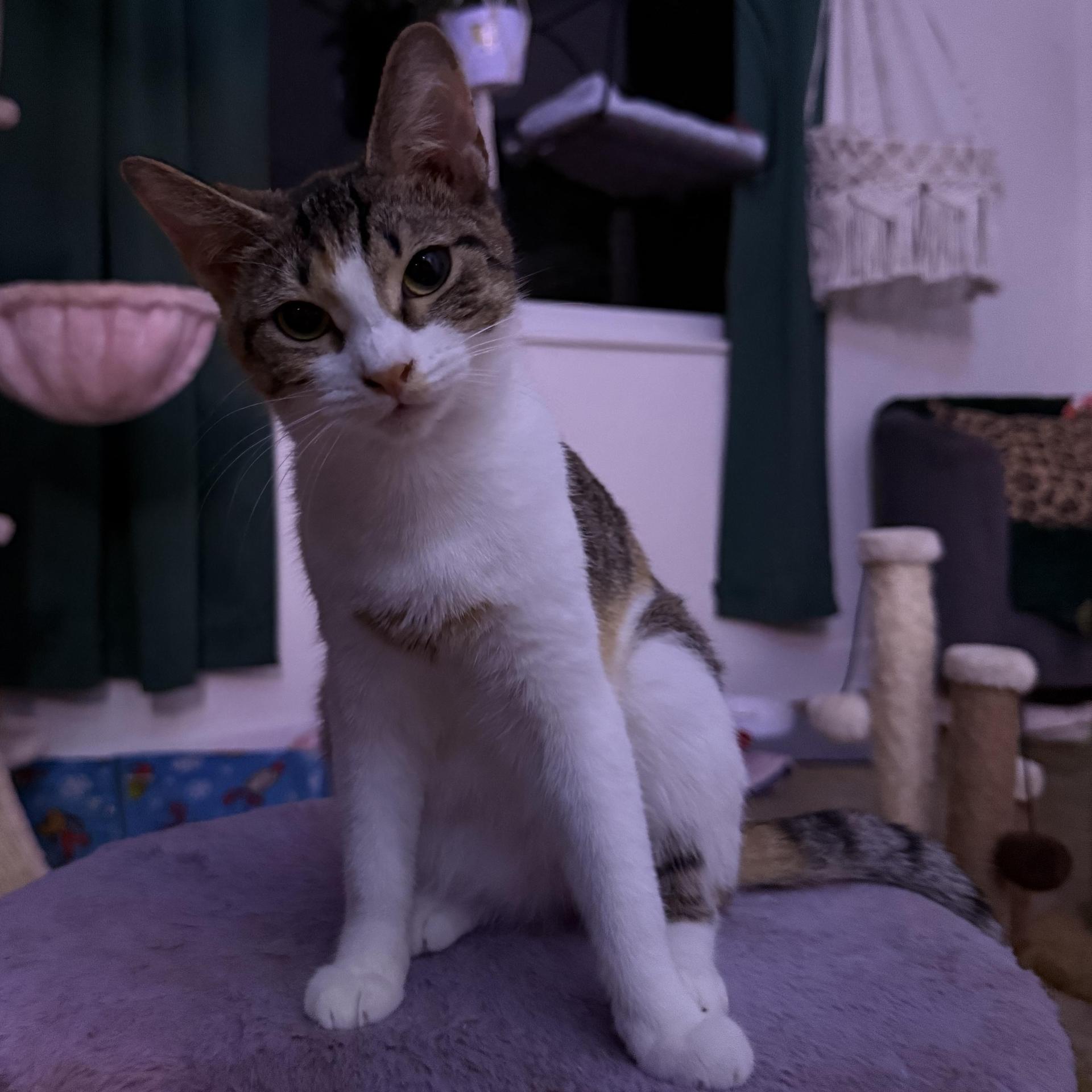 A baby medium-sized female Tabby (Brown / Chocolate) Domestic Short Hair cat named Scrap for adoption in Miami, FL